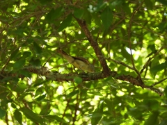 Pachyramphus polychopterus