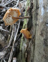 Flammulina
