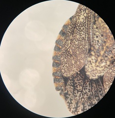 Brochymena