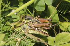 Brachystola behrensii
