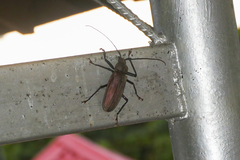 Xixuthrus microcerus