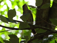 Pachyramphus polychopterus