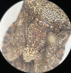 Brochymena