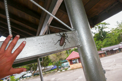 Xixuthrus microcerus