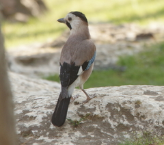Garrulus glandarius atricapillus