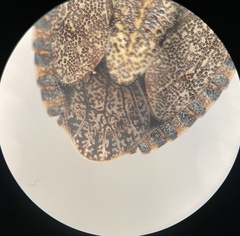 Brochymena