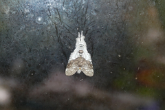 Calliteara horsfieldii