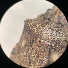 Brochymena