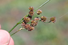 Juncus pallescens