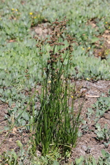 Juncus pallescens