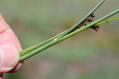 Juncus pallescens