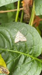 Elophila nymphaeata