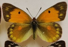 Colias myrmidone