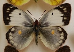 Colias myrmidone