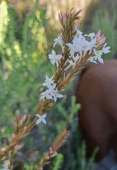 Struthiola