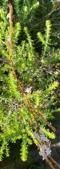 Struthiola