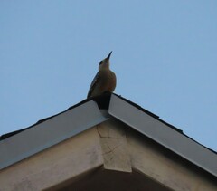 Melanerpes superciliaris