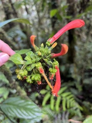 Centropogon granulosus