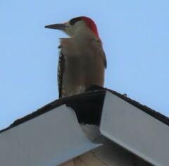 Melanerpes superciliaris