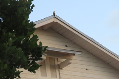 Melanerpes superciliaris