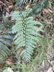 Polystichum neozelandicum