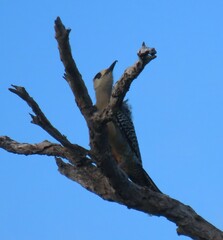 Melanerpes superciliaris