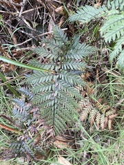 Polystichum neozelandicum