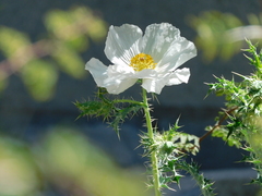 Argemone albiflora