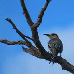 Melanerpes superciliaris