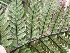 Polystichum neozelandicum