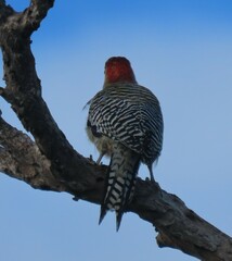 Melanerpes superciliaris
