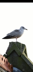 Larus argentatus