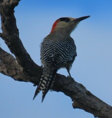 Melanerpes superciliaris