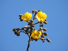 Cochlospermum vitifolium