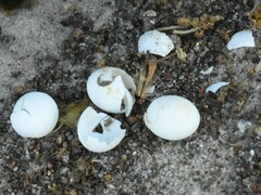 Afrogecko porphyreus