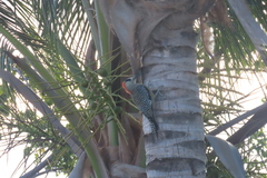 Melanerpes superciliaris