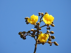 Cochlospermum vitifolium