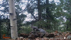 Sciurus aberti barberi