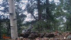 Sciurus aberti barberi
