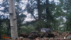 Sciurus aberti barberi