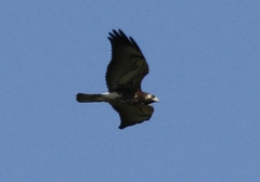 Geranoaetus albicaudatus