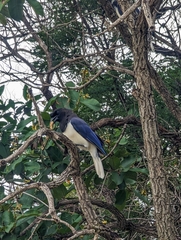 Cyanocorax cristatellus