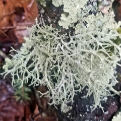 Pseudevernia consocians