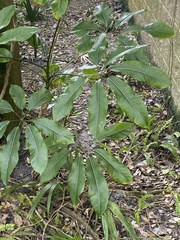 Heptapleurum actinophyllum