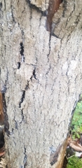 Fraxinus nigra