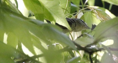 Pachyramphus polychopterus