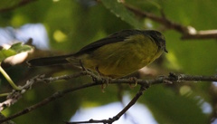 Basileuterus culicivorus