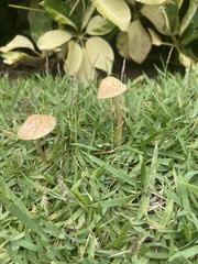 Agrocybe retigera