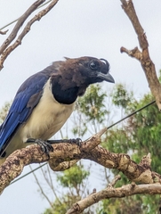 Cyanocorax cristatellus