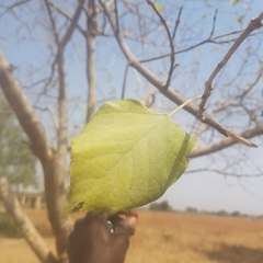 Gmelina arborea